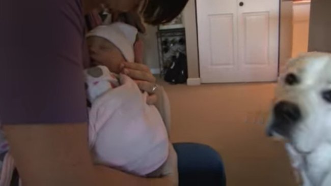 ラブラドールレトリーバー,動画