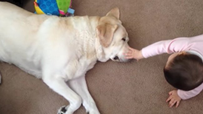 ラブラドールレトリーバー,動画