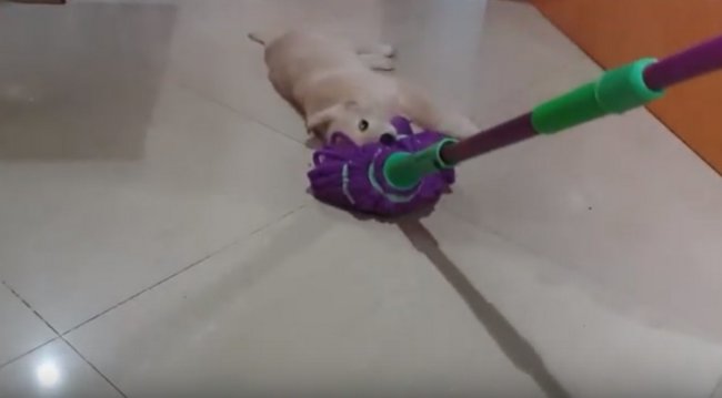 ゴールデンレトリーバー,動画