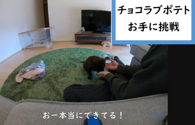 ラブラドールレトリーバー,動画