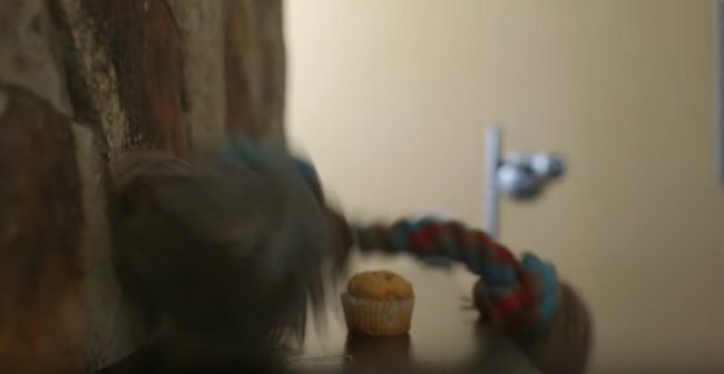 ゴールデンレトリーバー,動画