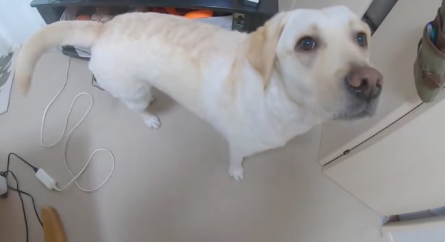 ラブラドールレトリーバー,動画