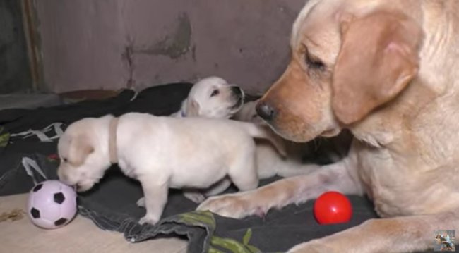 ラブラドールレトリーバー,動画