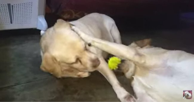 ラブラドールレトリーバー,動画