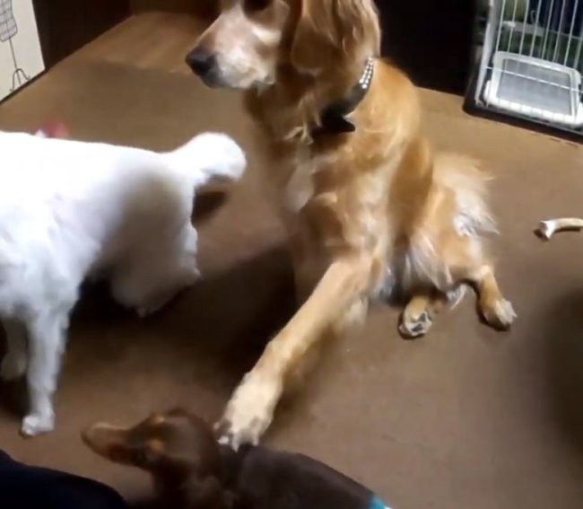 ゴールデンレトリーバー,動画