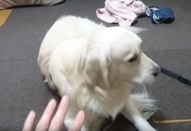 ゴールデンレトリーバー,動画