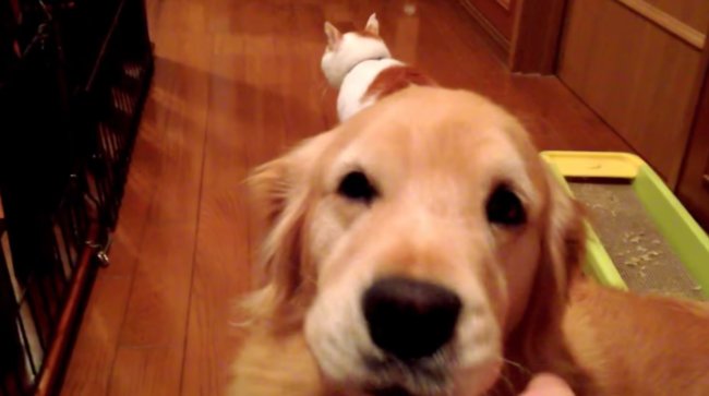 ゴールデンレトリーバー,動画