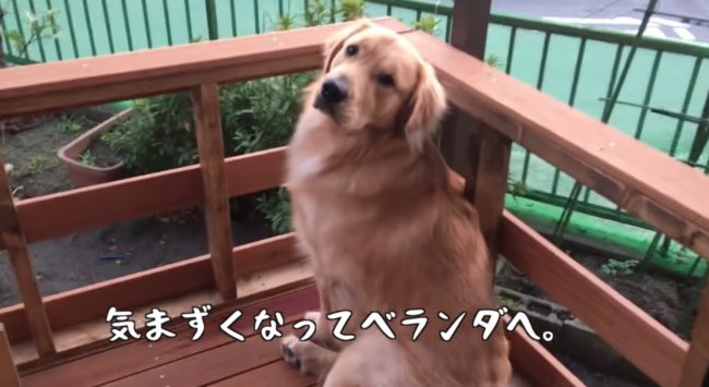 ゴールデンレトリーバー,動画