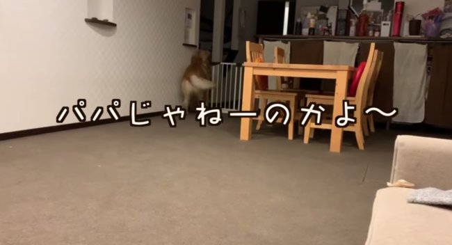 ゴールデンレトリーバー,動画