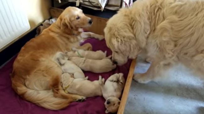 ゴールデンレトリーバー,動画