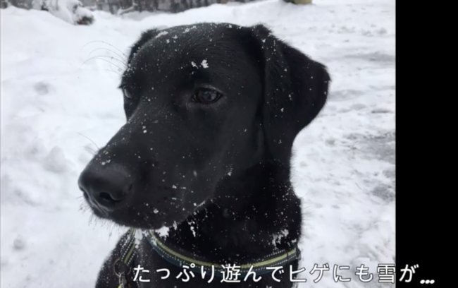 ラブラドールレトリーバー,動画