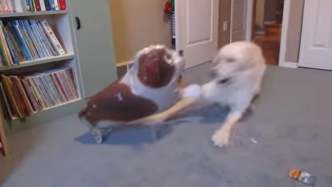 ゴールデンレトリーバー,動画