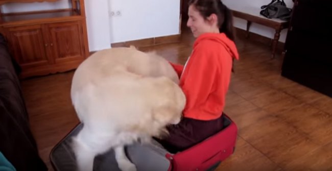 ゴールデンレトリーバー,動画