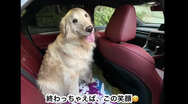 ゴールデンレトリーバー,動画