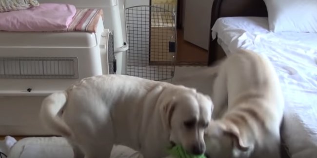 ラブラドールレトリーバー,動画