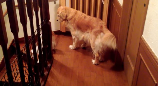 ゴールデンレトリーバー,動画