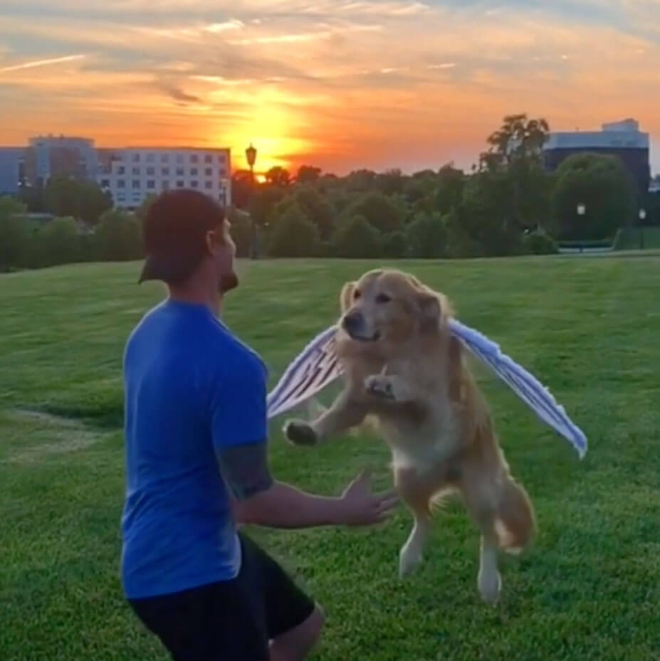 ゴールデンレトリーバー,動画