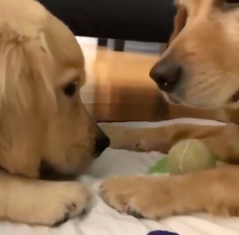 ゴールデンレトリーバー,動画