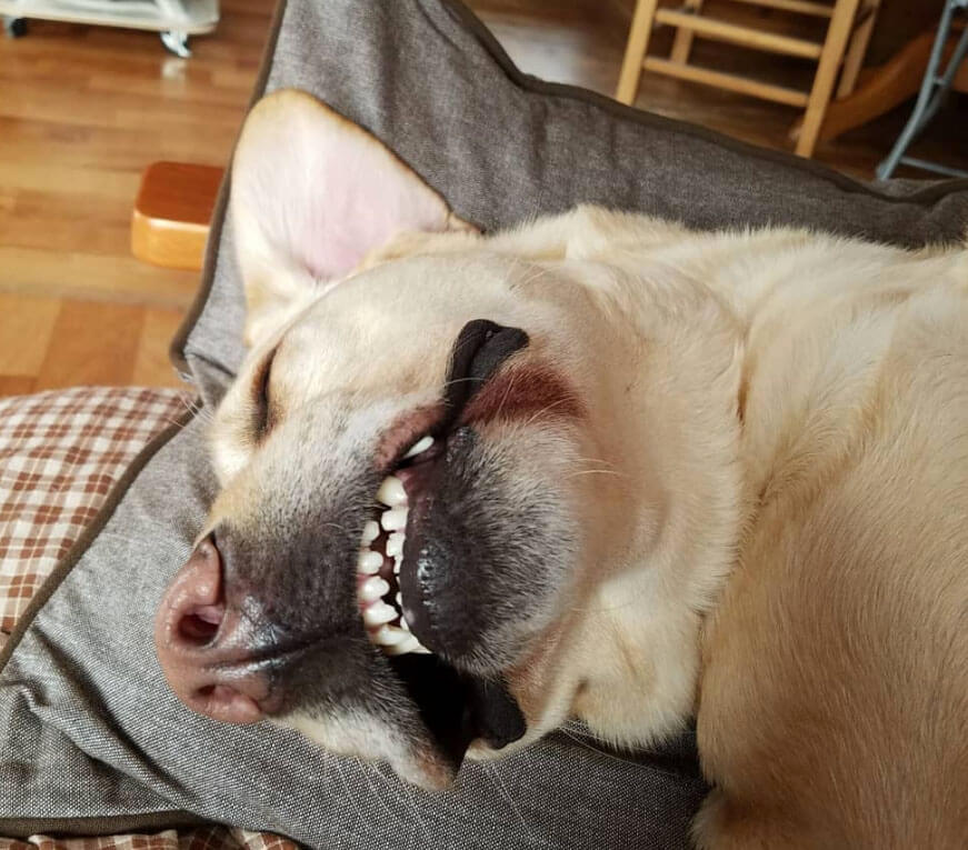 ラブラドールレトリーバー,動画