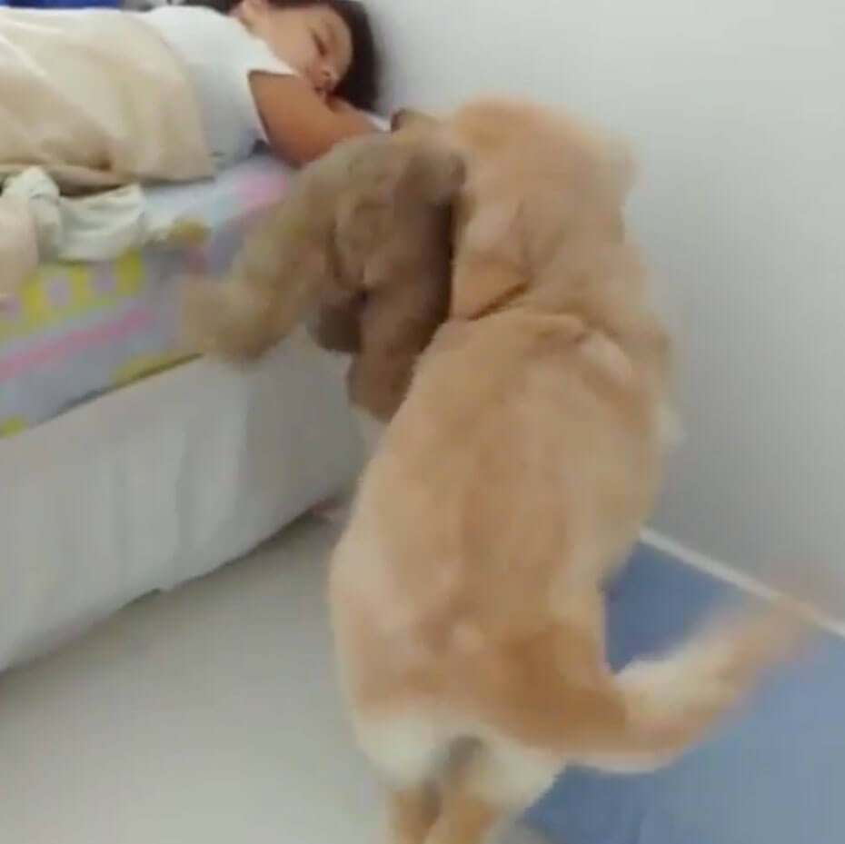 ゴールデンレトリーバー,動画