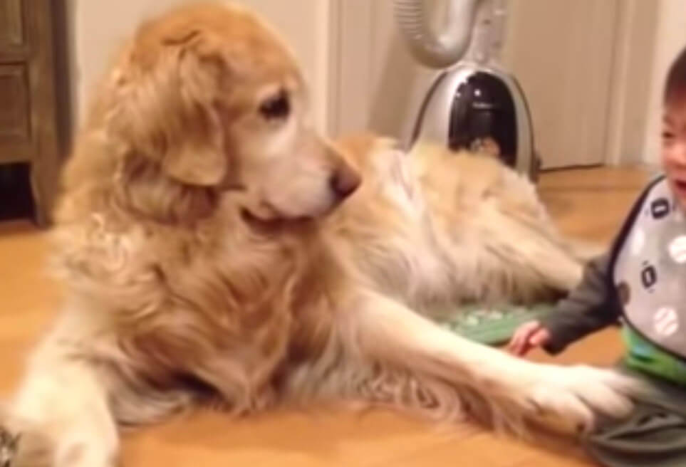 ゴールデンレトリーバー,動画