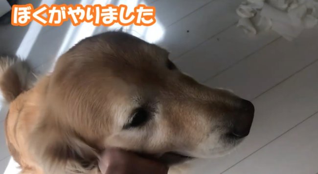 ゴールデンレトリーバー,動画