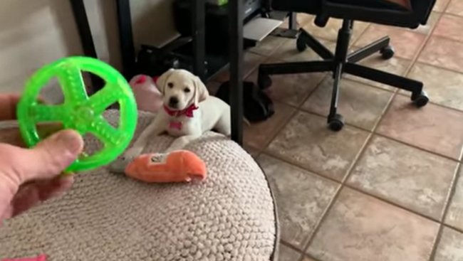 ラブラドールレトリーバー,動画