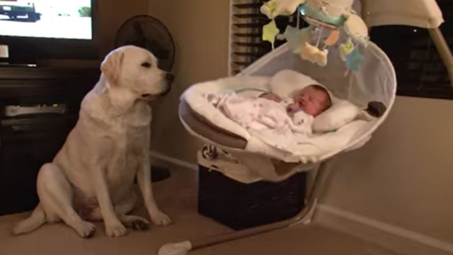 ラブラドールレトリーバー,動画