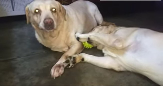 ラブラドールレトリーバー,動画