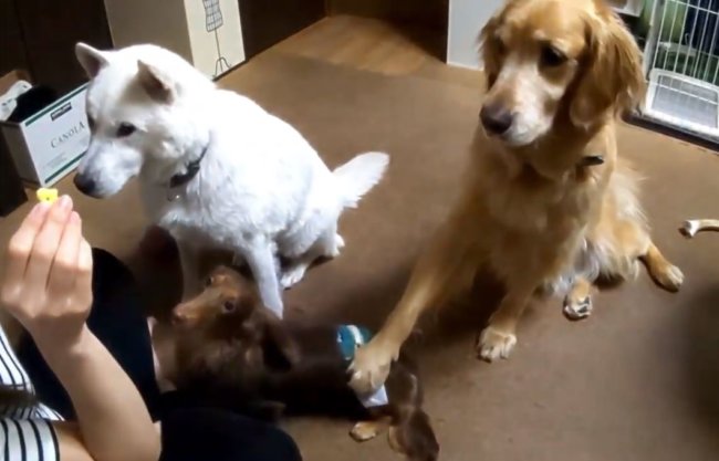 ゴールデンレトリーバー,動画