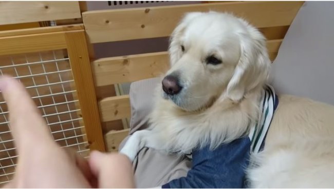 ゴールデンレトリーバー,動画