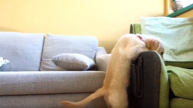 ゴールデンレトリーバー,動画