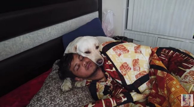 ラブラドールレトリーバー,動画