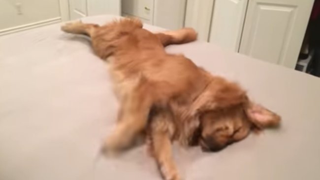 ゴールデンレトリーバー,動画