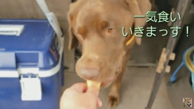 ラブラドールレトリーバー,動画