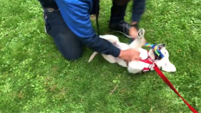 ラブラドールレトリーバー,動画