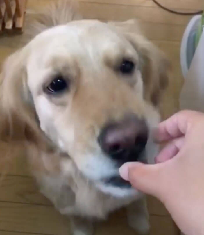 ゴールデンレトリーバー,動画