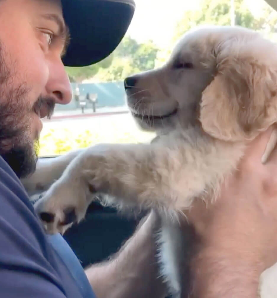 ゴールデンレトリーバー,動画