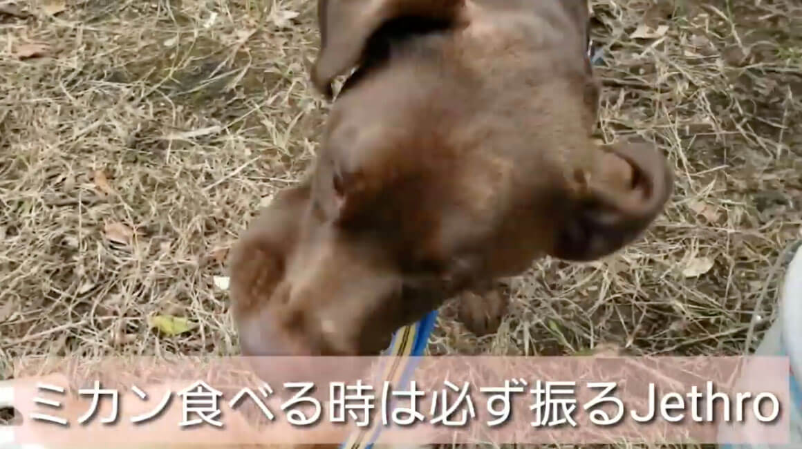 ラブラドールレトリーバー,動画