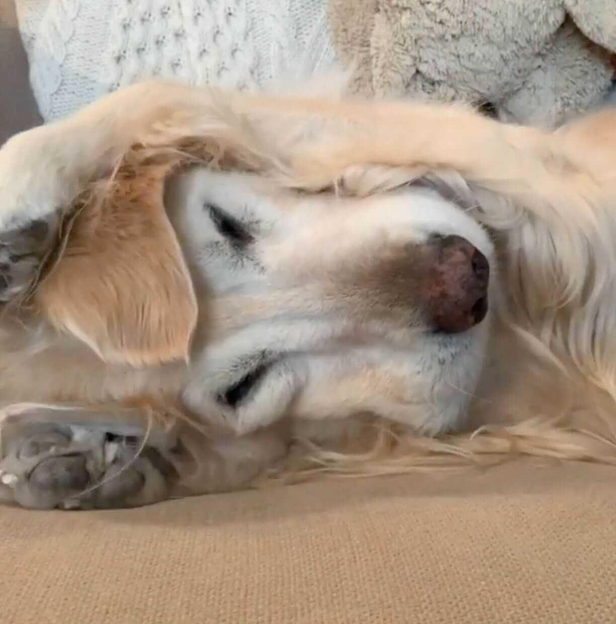 ゴールデンレトリーバー,動画