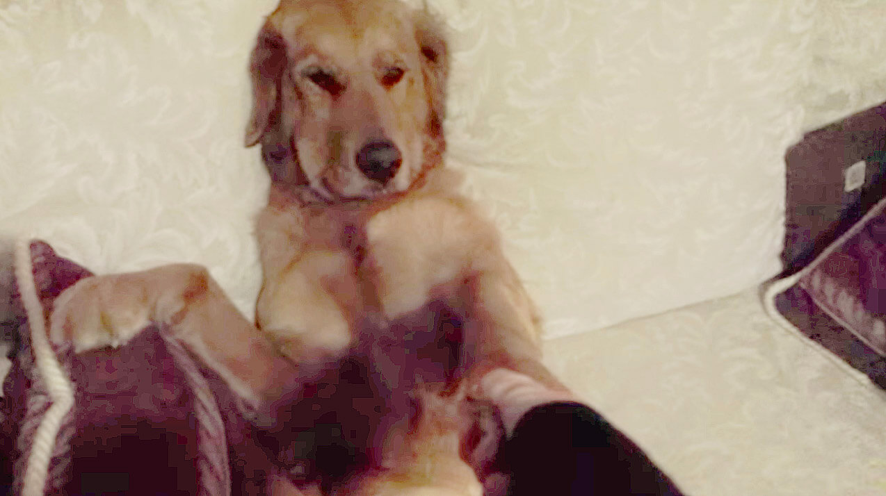 ゴールデンレトリーバー,動画