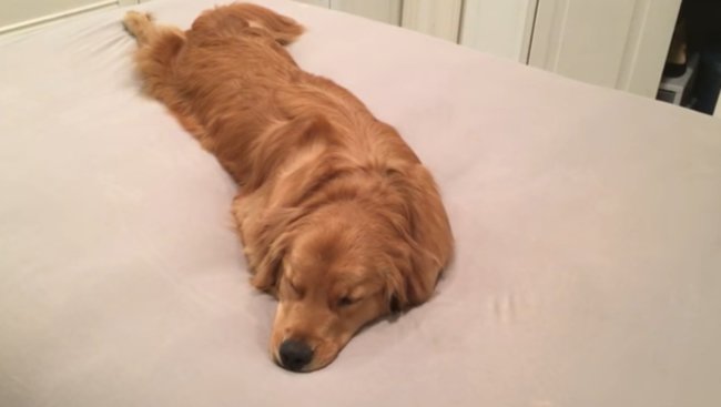 ゴールデンレトリーバー,動画