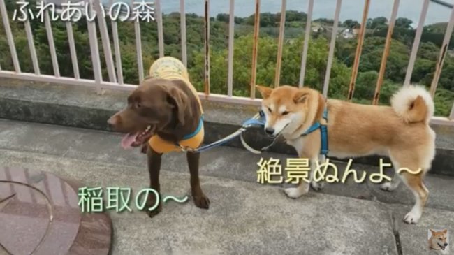 ラブラドールレトリーバー,動画