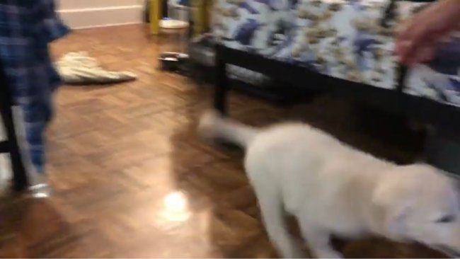 ラブラドールレトリーバー,動画