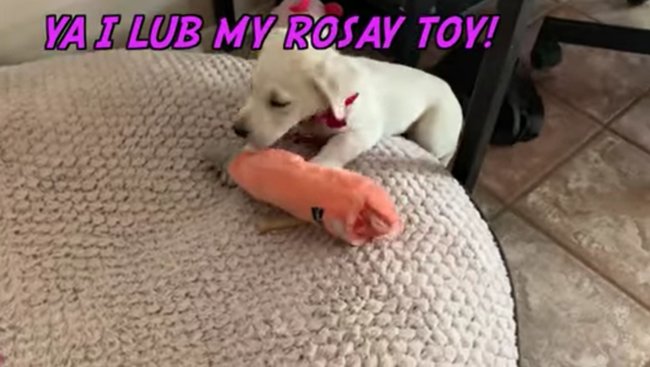 ラブラドールレトリーバー,動画