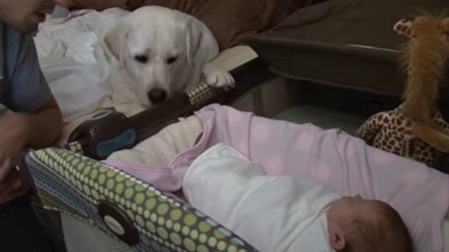 ラブラドールレトリーバー,動画