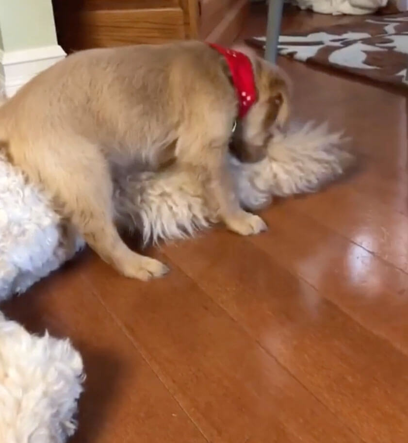 ゴールデンレトリーバー,動画