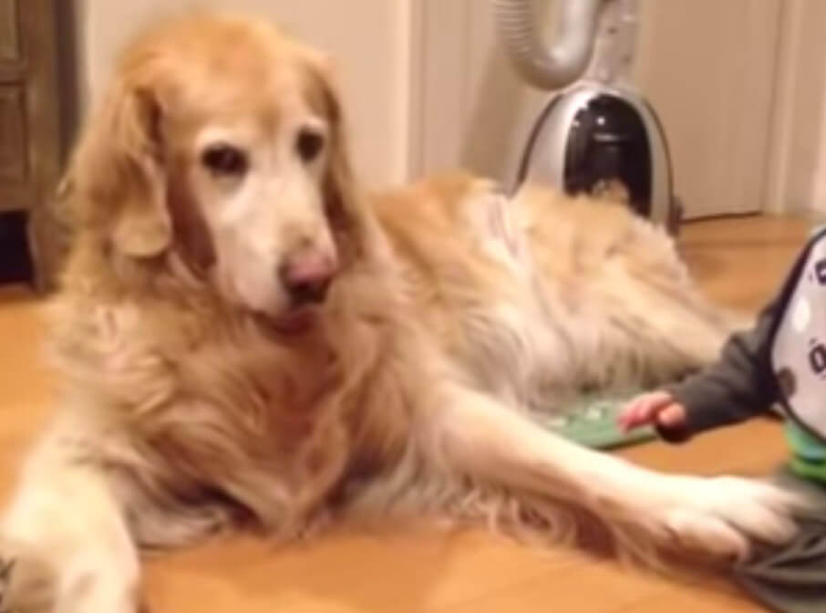 ゴールデンレトリーバー,動画