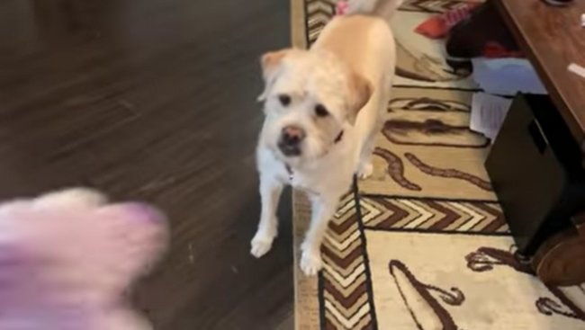 ラブラドールレトリーバー,動画