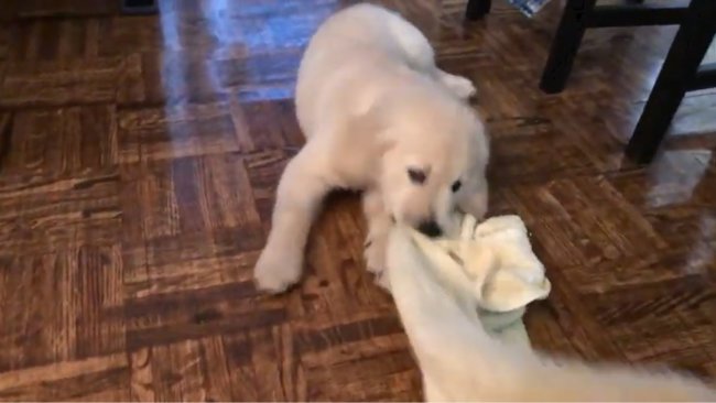 ラブラドールレトリーバー,動画